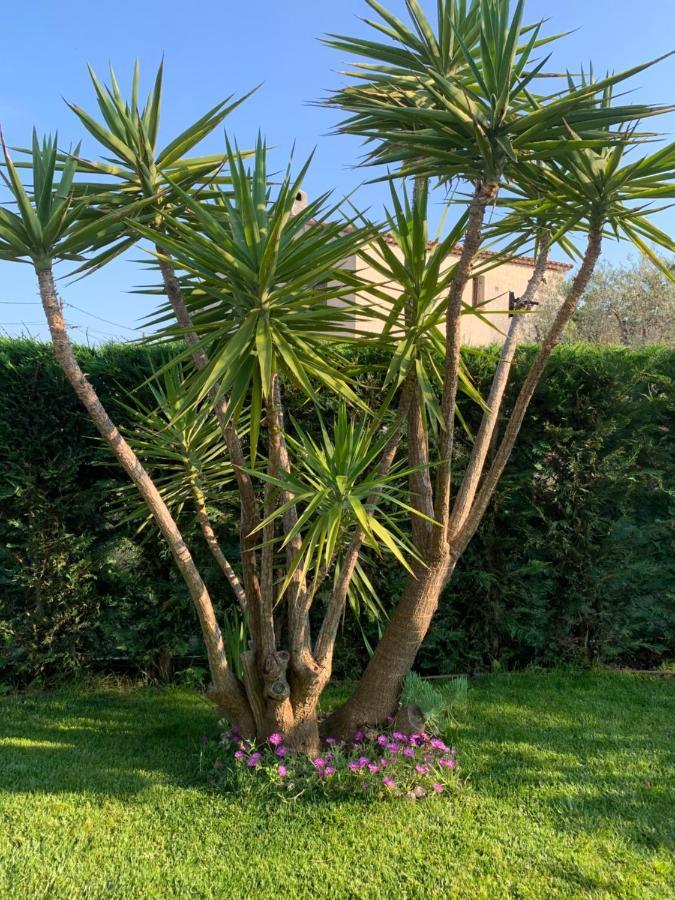 Villa Elimia Piscine Privee & Chauffee أنتيب المظهر الخارجي الصورة
